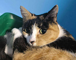 Кошки в Москве: Ласковая трехцветка в добрые руки  Девочка, Бесплатно - фото 2