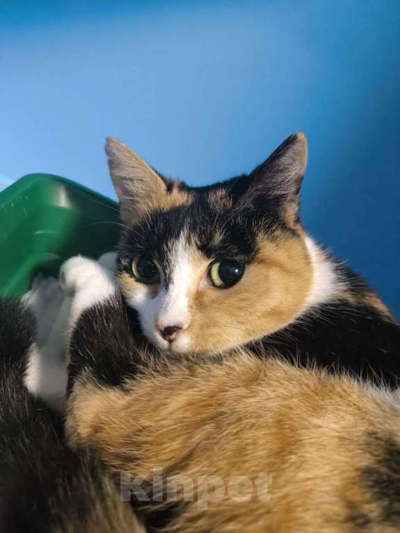 Кошки в Москве: Ласковая трехцветка в добрые руки  Девочка, Бесплатно - фото 2