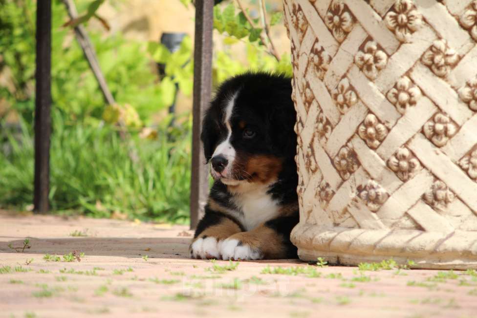 Собаки в Москве: Щенок Бернского зенненхунда!!! Кобель!!!  Мальчик, Бесплатно - фото 9