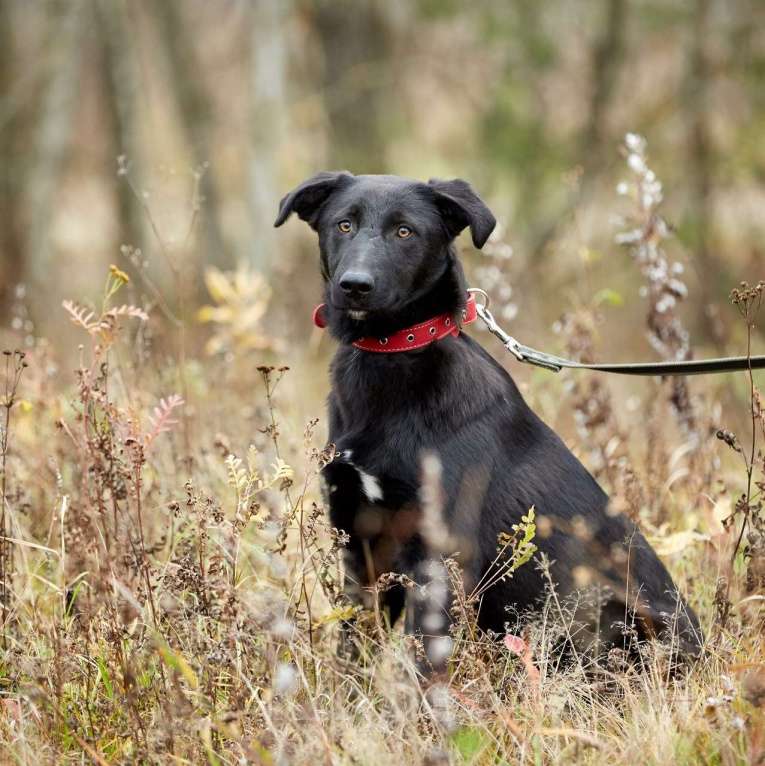 Собаки в Москве: Сладкие ребенок из приюта Девочка, Бесплатно - фото 3
