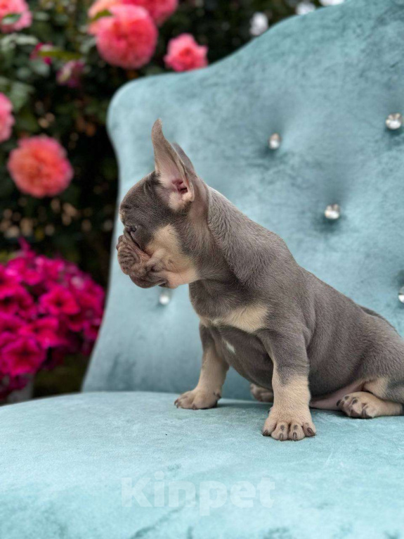 Собаки в Москве: Французский бульдог  Мальчик, 100 000 руб. - фото 7