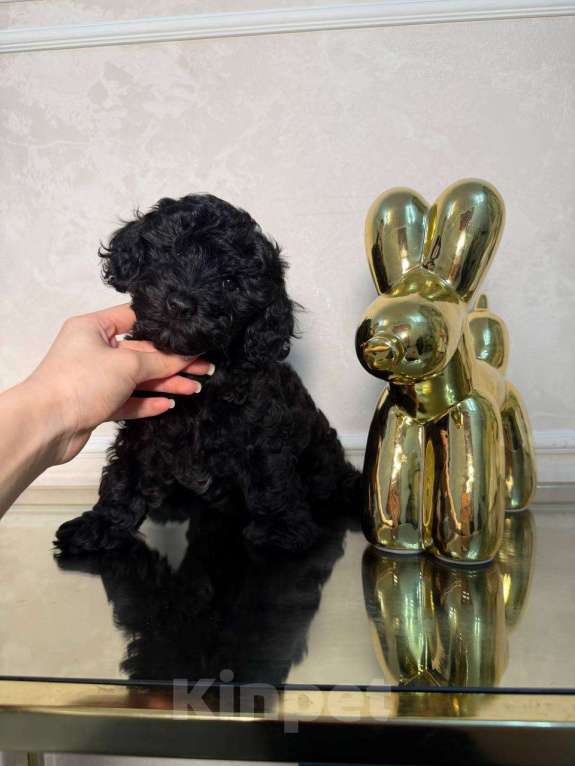 Собаки в Красногорске: Мальтипу девочка Девочка, 60 000 руб. - фото 3