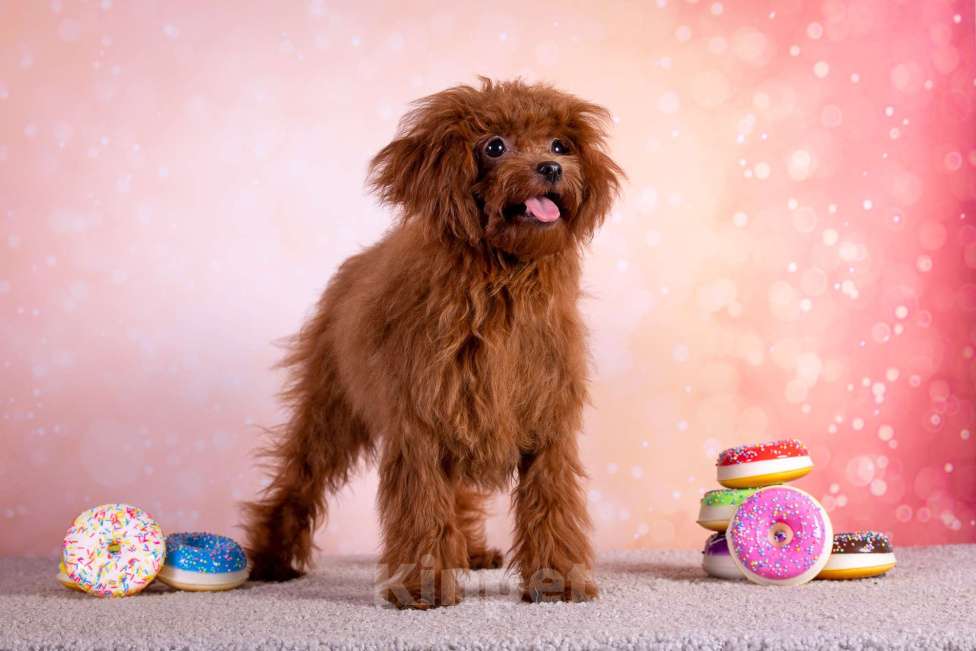 Собаки в Балашихе: Ариэль девочка той-пудель Девочка, 110 000 руб. - фото 4