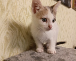 Кошки в других городах Московской области: Малышка ищет дом 💔 Девочка, Бесплатно - фото 1