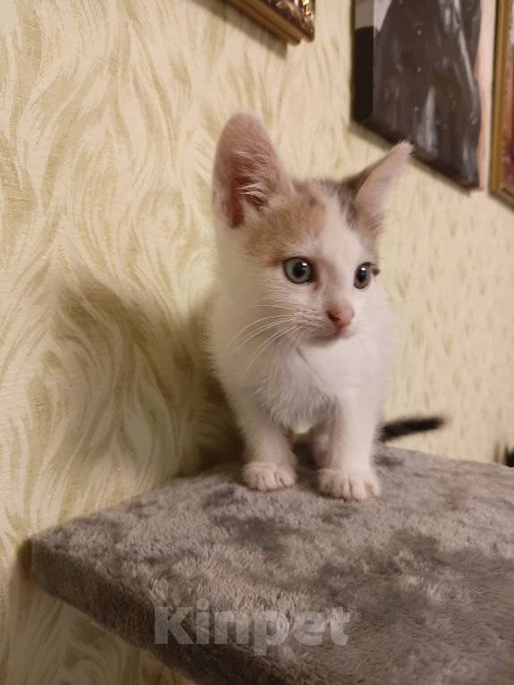 Кошки в других городах Московской области: Малышка ищет дом 💔 Девочка, Бесплатно - фото 1