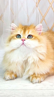 Объявление: Британский котенок с длинной шерстью, 120 000 руб., Москва