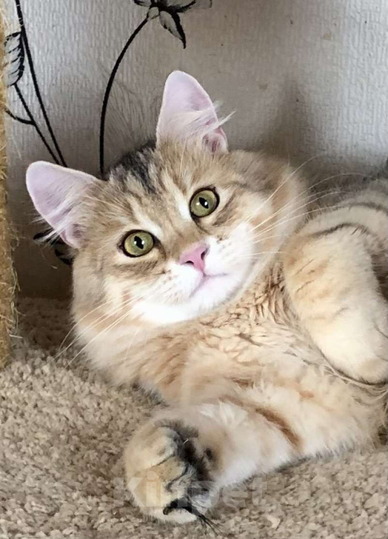 Кошки в Тюмени: Сибирский котёнок Мальчик, 35 000 руб. - фото 1