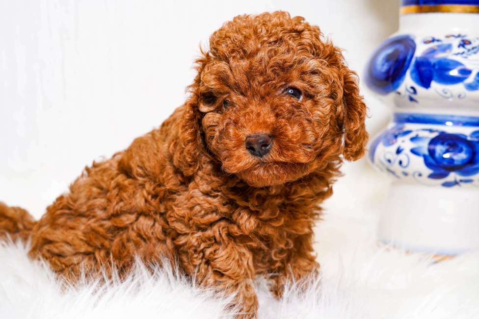 Собаки в Москве: Мальчик той пуделя Мальчик, 70 000 руб. - фото 5