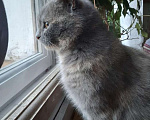 Кошки в Нижнем Новгороде: Красивая и ласковая кошка ищет постоянный дом Девочка, 10 руб. - фото 7