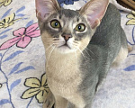 Кошки в Верее: Абиссинский котик Мальчик, 15 000 руб. - фото 1