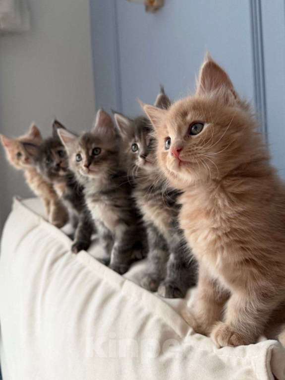 Кошки в Санкт-Петербурге: Продаем Котят породы Мейн-Кун Девочка, 30 000 руб. - фото 1