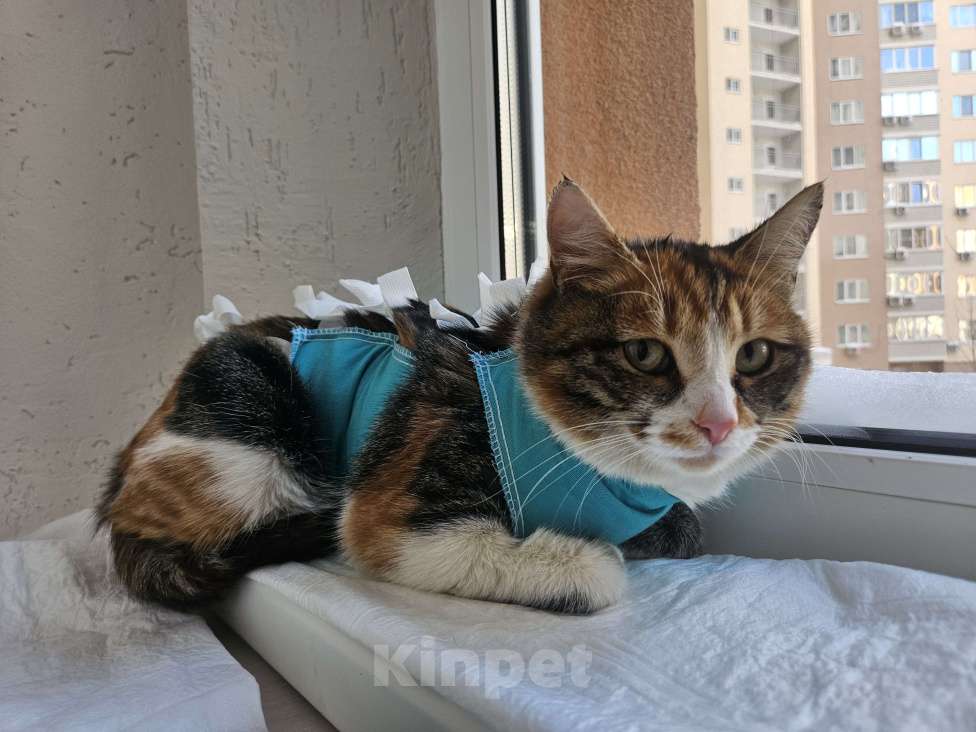 Кошки в Саратове: Стерилизованная кошка в добрые руки Девочка, Бесплатно - фото 3