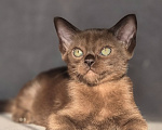 Кошки в Москве: Бурманские котята.😽Открыто бронирование!🔥❗️ Мальчик, 100 000 руб. - фото 2