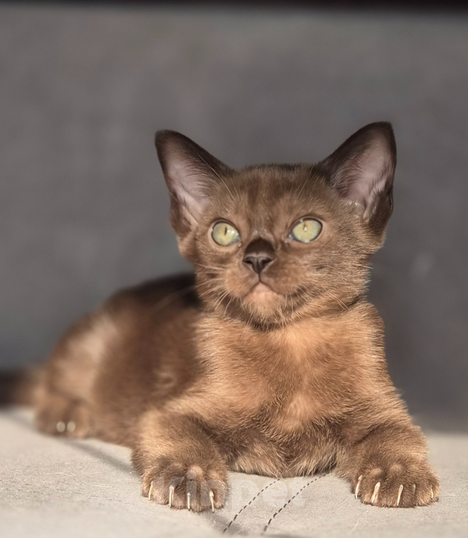 Кошки в Москве: Бурманские котята.😽Открыто бронирование!🔥❗️ Мальчик, 100 000 руб. - фото 2