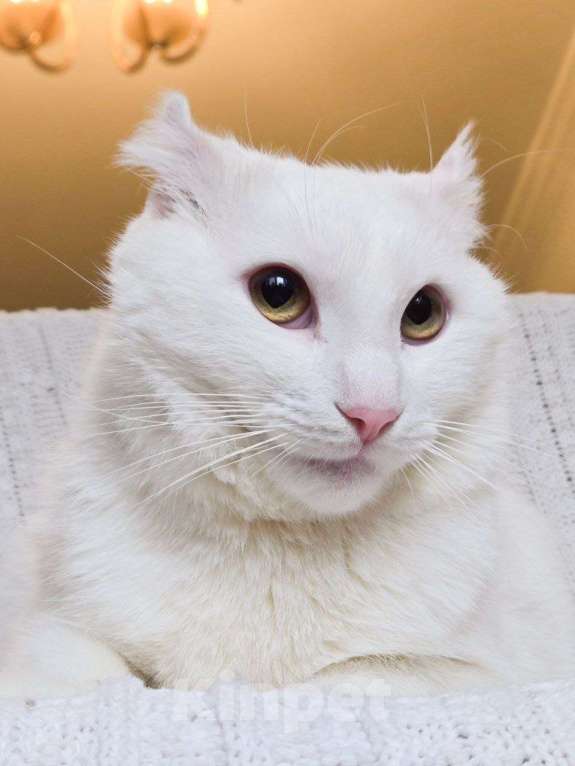 Кошки в Москве: Зефир ищет дом Мальчик, Бесплатно - фото 1