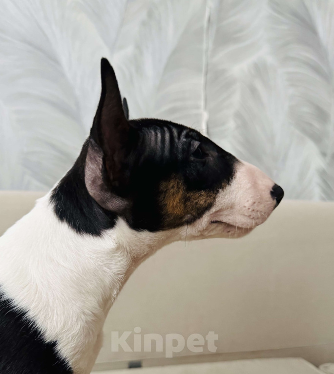 Собаки в Москве: Миниатюрный бультерьер Девочка, 100 000 руб. - фото 2