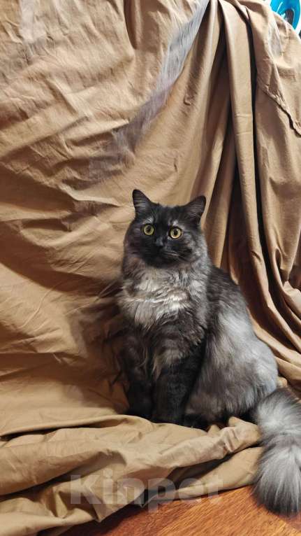 Кошки в Краснодаре: Потерялся кот Боня. Вознаграждение  Мальчик, 5 000 руб. - фото 2