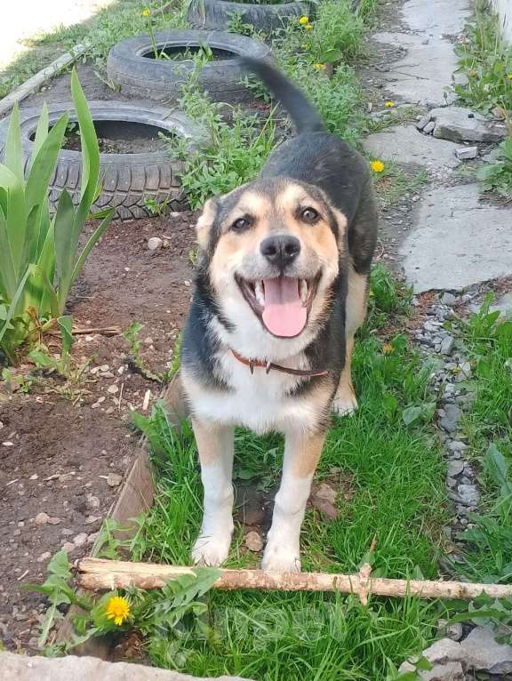 Собаки в Москве: Пропала собака Девочка, 10 000 руб. - фото 3