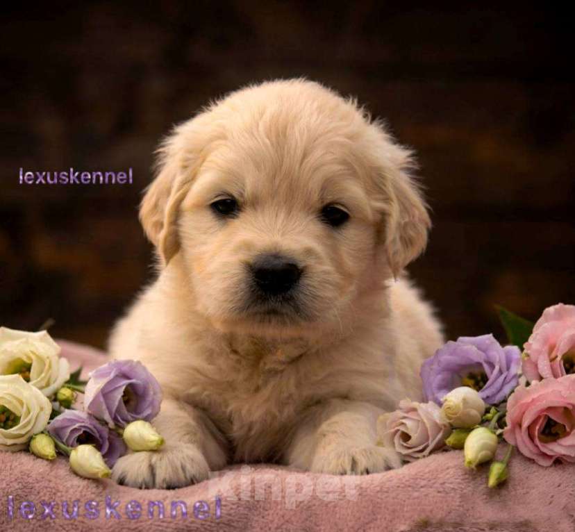 Собаки в Москве: Щенки золотистого ретривера Девочка, 100 000 руб. - фото 1