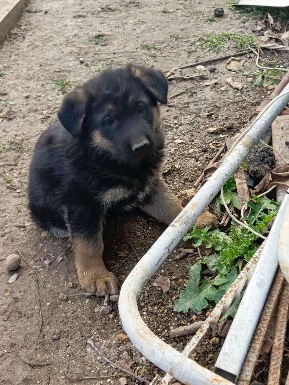 Собаки в других городах Крыма: Щенки немецкой овчарки Девочка, Бесплатно - фото 4