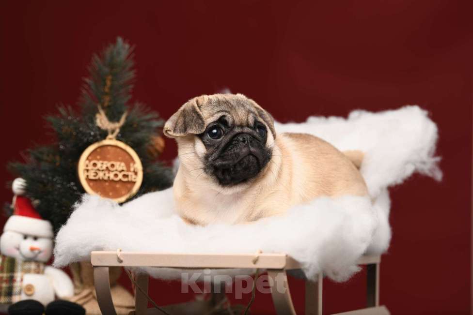 Собаки в Брянске: Питомник Академи оф Лайф предлагает чудесных щенков мопса от шикарной титулованной пары Девочка, 65 000 руб. - фото 4