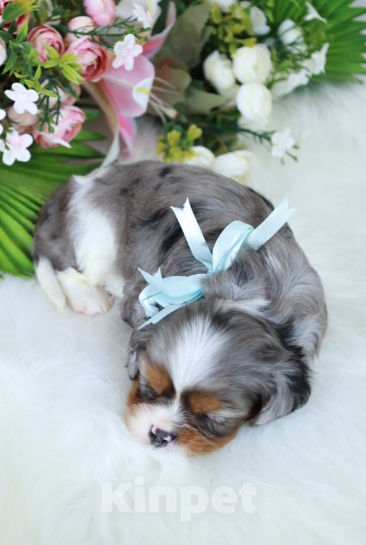 Собаки в Москве: ❤️Доступен для бронирования малыш кавалер кинг чарльз спаниеля — уникальный мраморный окрас!❤️ Мальчик, Бесплатно - фото 2