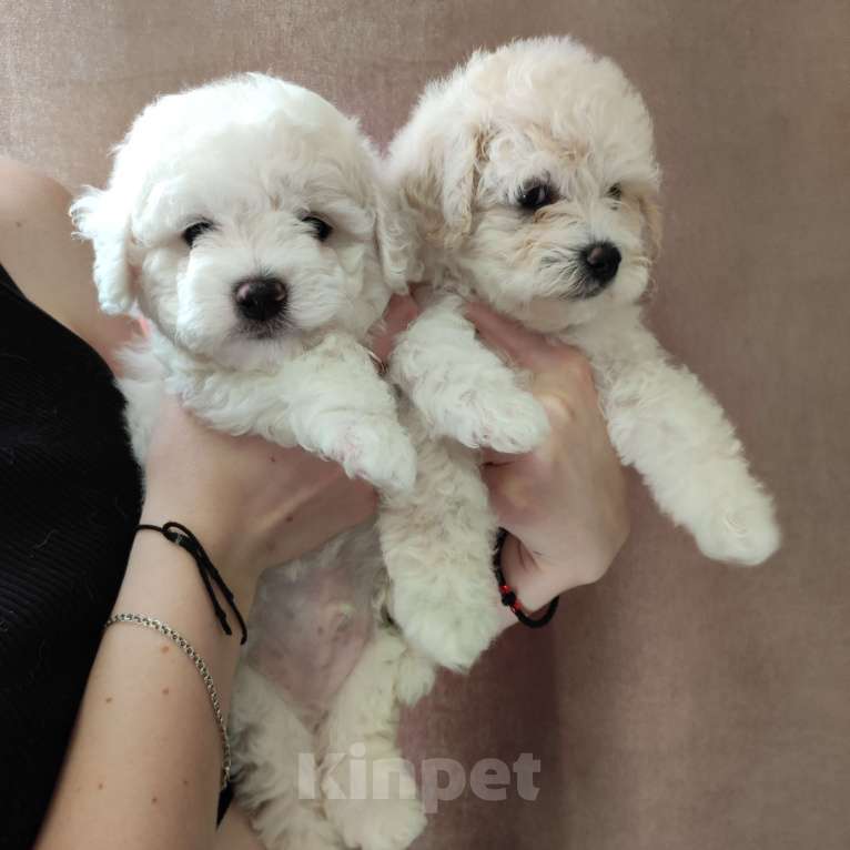 Собаки в Лермонтове: Мальчик и девочка бишон фризе Мальчик, 45 000 руб. - фото 2