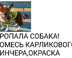 Собаки в Волгограде: Убежал карликовый пинчер помесь  Девочка, Бесплатно - фото 2