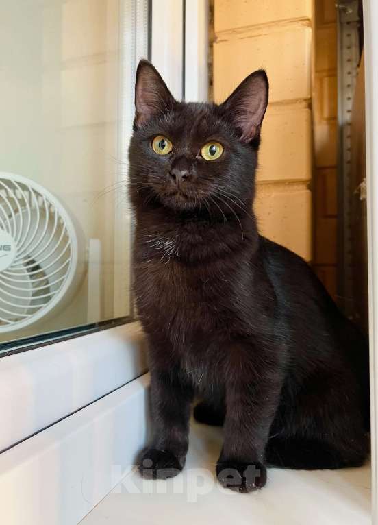 Кошки в Москве: Котёнок Шанель в добрые руки Девочка, Бесплатно - фото 5