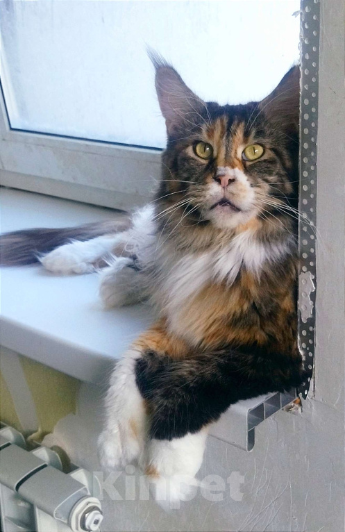 Кошки в других городах Московской области: Кошка Мейн-кун Девочка, Бесплатно - фото 2