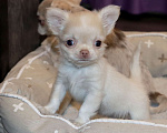 Собаки в Лобне: Крошка чихуахуа Мальчик, 55 000 руб. - фото 1