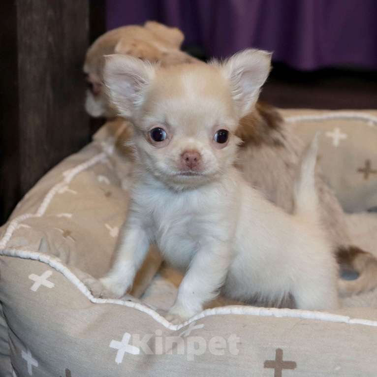 Собаки в Лобне: Крошка чихуахуа Мальчик, 55 000 руб. - фото 1