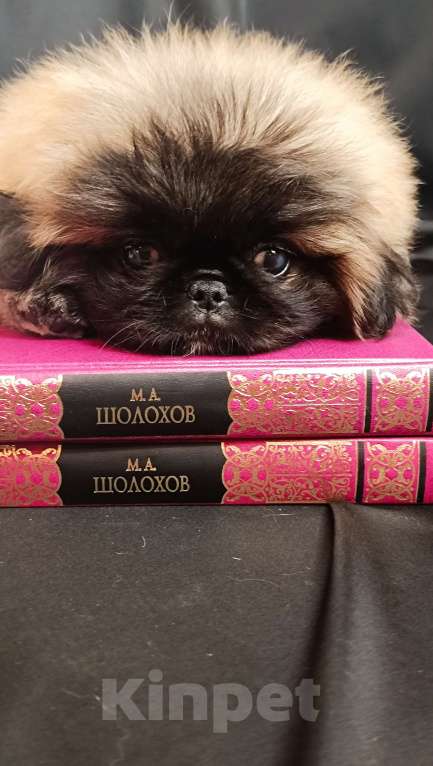 Собаки в Самаре: Пекинес красотка Девочка, Бесплатно - фото 4