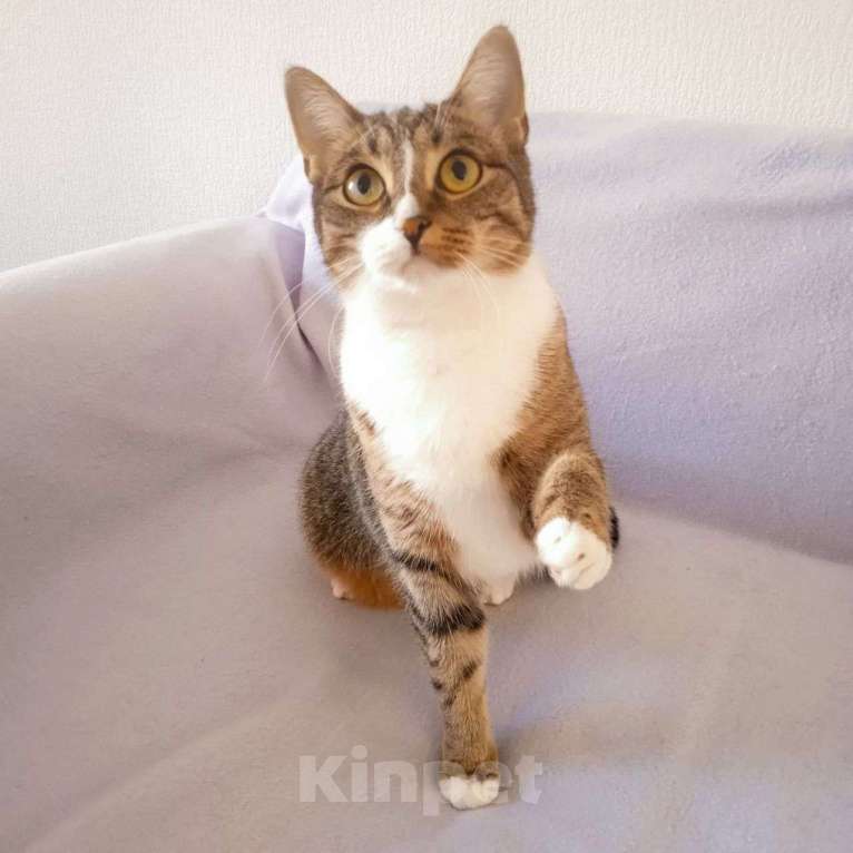 Кошки в Москве: Алису не замечают из-за "слишком обычной" внешности Девочка, Бесплатно - фото 3