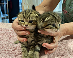 Кошки в Санкт-Петербурге: Шотландские вислоухие котята Девочка, 16 000 руб. - фото 5