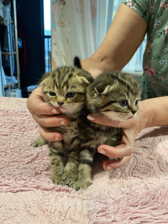 Кошки в Санкт-Петербурге: Шотландские вислоухие котята Девочка, 16 000 руб. - фото 5
