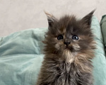 Кошки в Иркутске: Котенок мейн-кун Девочка, 45 000 руб. - фото 1