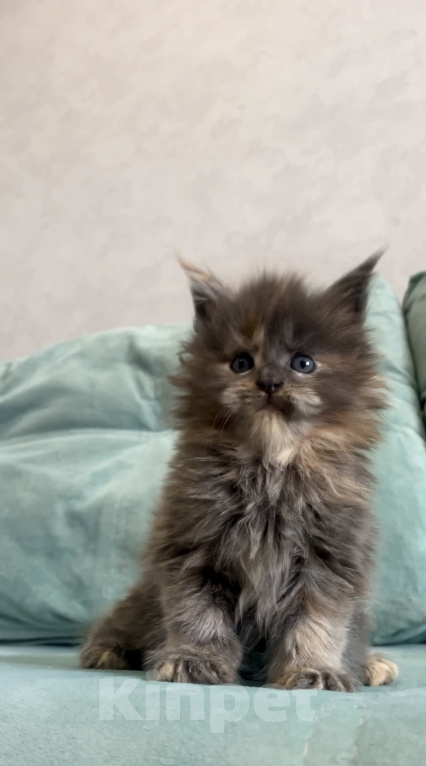 Кошки в Иркутске: Котенок мейн-кун Девочка, 45 000 руб. - фото 1