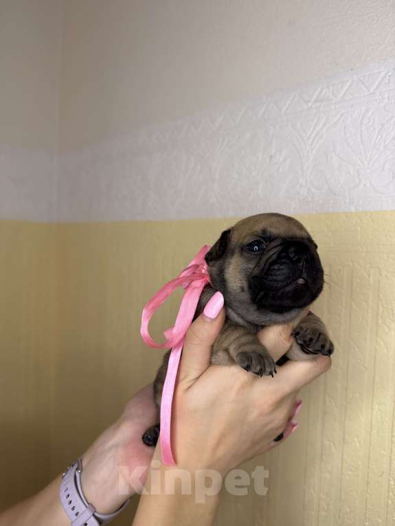 Собаки в Новосибирске: Пока без клички Девочка, 80 000 руб. - фото 3