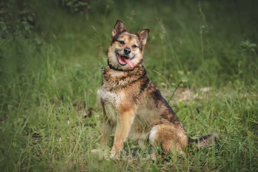 Собаки в Москве: Шебутной Жорик готов стать вашим лучшим другом! Мальчик, Бесплатно - фото 6