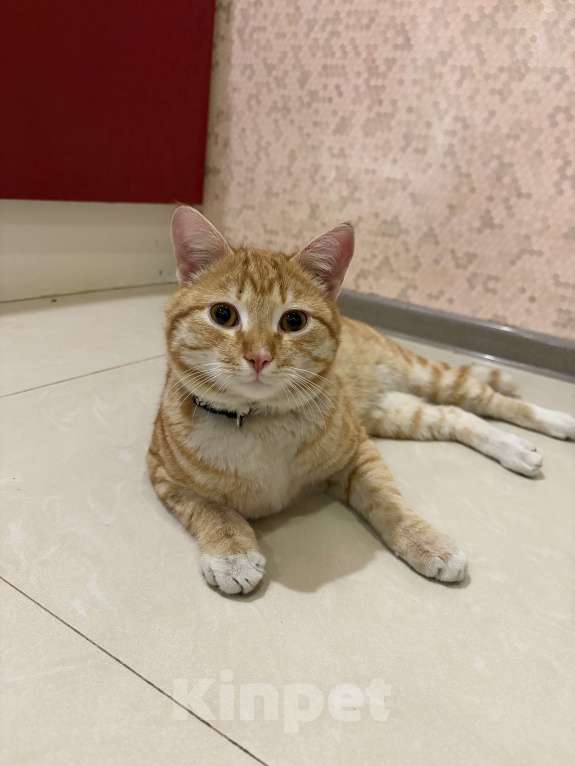 Кошки в Краснодаре: Найден рыжий кот Мальчик, Бесплатно - фото 3