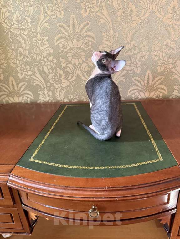 Кошки в Санкт-Петербурге: Корниш -рекс  Мальчик, Бесплатно - фото 4