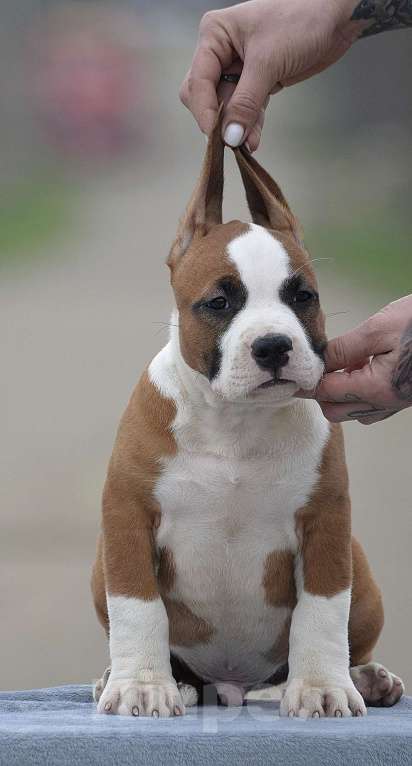 Собаки в Краснодаре: Щенок амстаффа РКФ Мальчик, 60 000 руб. - фото 3