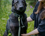 Собаки в Павловском Посаде: Собака в добрые руки Мальчик, Бесплатно - фото 5