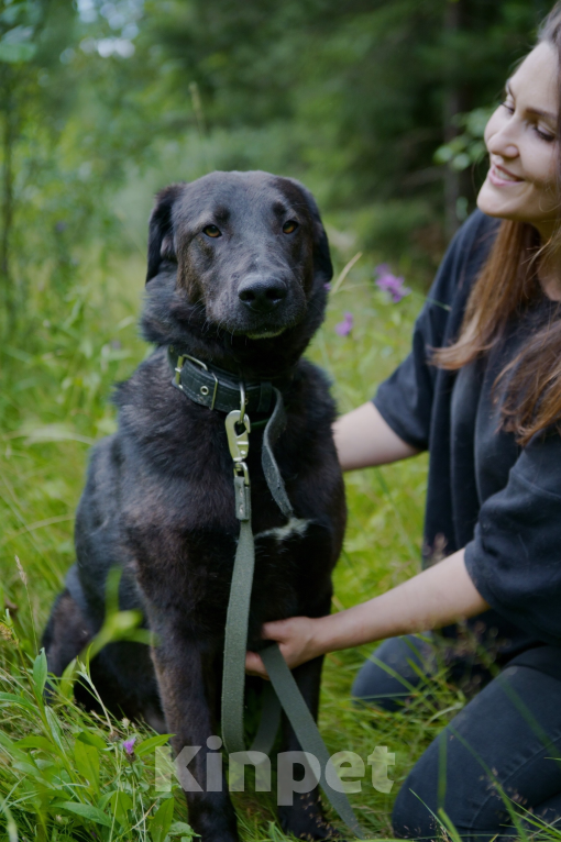 Собаки в Павловском Посаде: Собака в добрые руки Мальчик, Бесплатно - фото 5