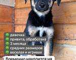 Собаки в Уфе: Щенок-девочкм Девочка, Бесплатно - фото 1