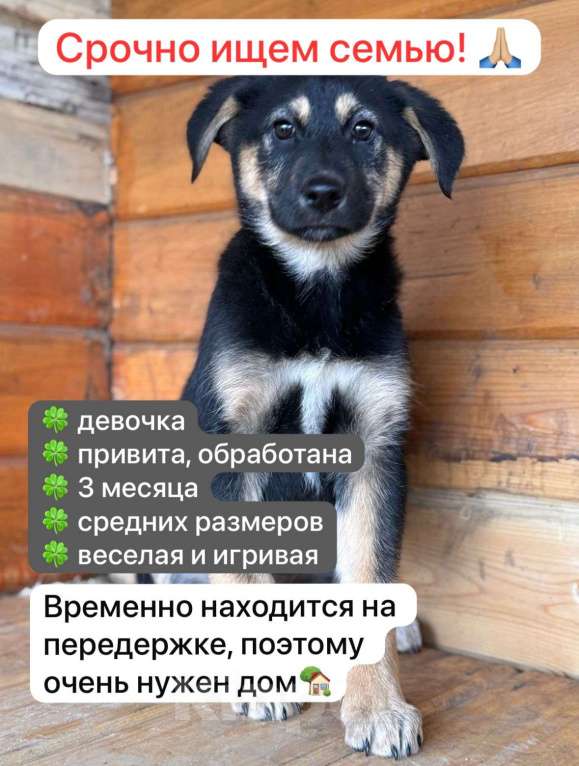 Собаки в Уфе: Щенок-девочкм Девочка, Бесплатно - фото 1