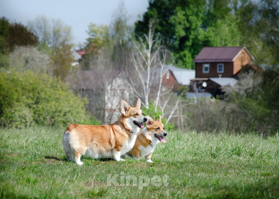 Собаки в Фрязино: Девочка вельш корги пемброк  Девочка, 55 000 руб. - фото 3