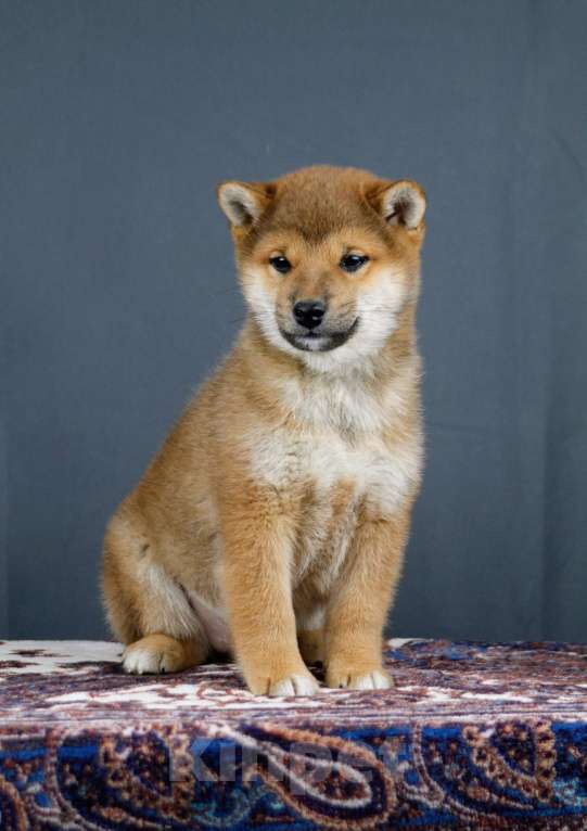 Собаки в других городах Ленинградской области: Великолепные щенки породы Сиба-ину Мальчик, Бесплатно - фото 6