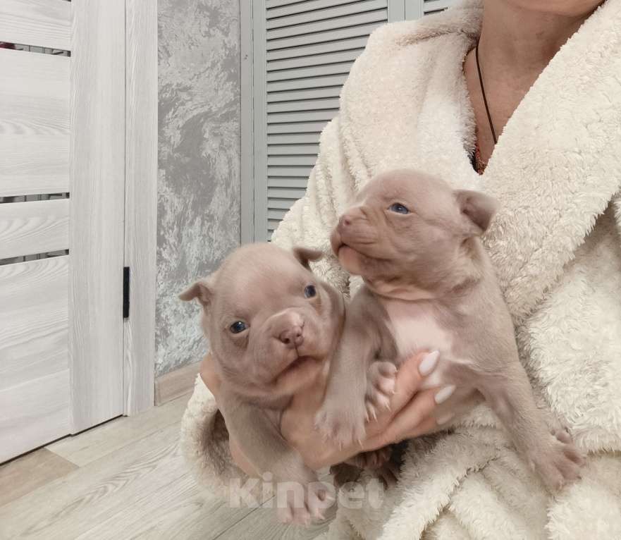 Собаки в Краснодаре: Мальчики американского булли  Мальчик, 80 000 руб. - фото 6
